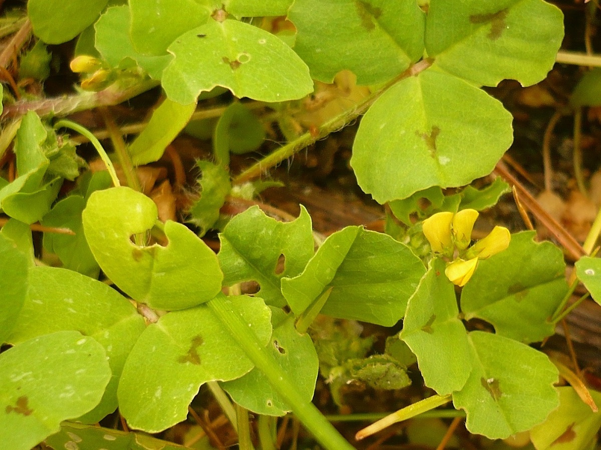 Medicago arabica (Fabaceae)
